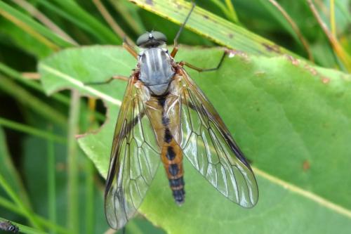Réf. 186 800 : Rhagio conspicuus